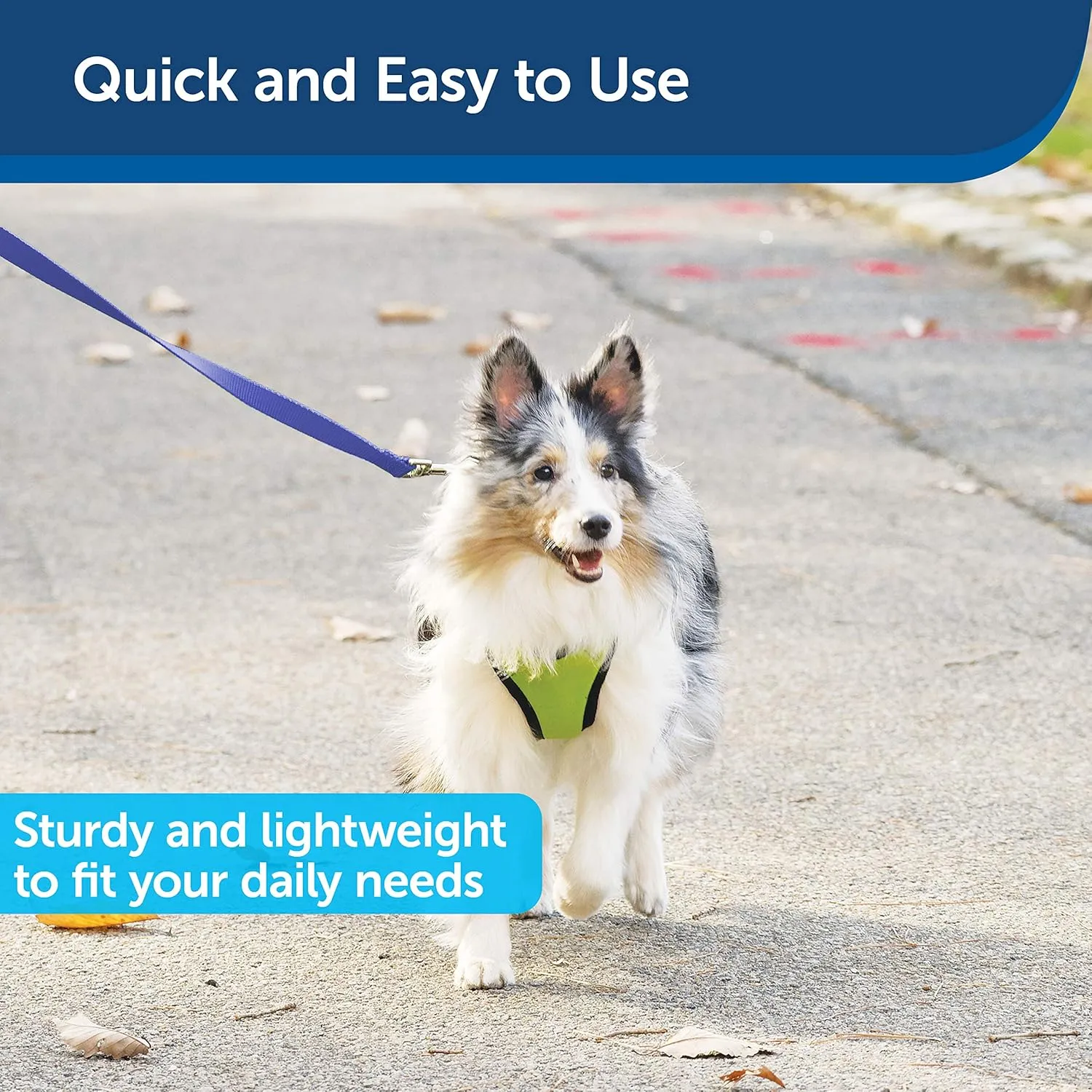 PetSafe Nylon Dog Leash  Strong, Durable, Traditional Style Leash with Easy to Use Bolt Snap  1" x 6', Royal Blue